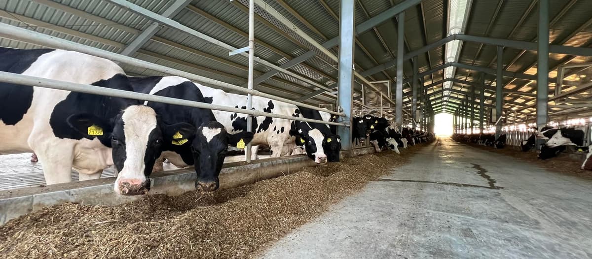 Our Farm Cows